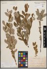 Foto von Salix cinerea L. x Salix repens L.